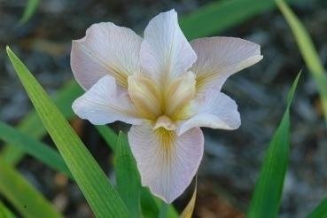 Louisiana Iris Cajun Love Story