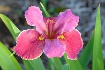 Louisiana Iris Chuck Begnaud