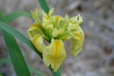 Louisiana Iris Creole Canary