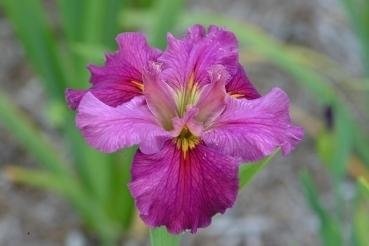 Louisiana Iris Cyclamint