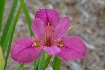 Louisiana Iris Decoy