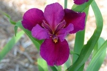 Louisiana Iris Frederick Douglass
