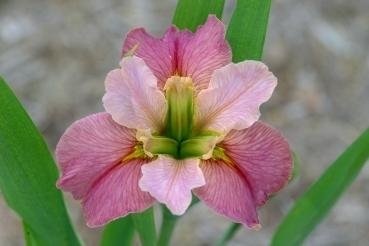 Louisiana Iris Friends Song