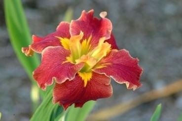 Louisiana Iris Jazz Hot