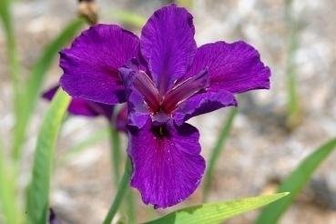 Louisiana Iris Jeri