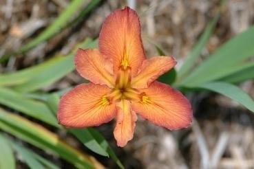 Louisiana Iris Kelleys Choice