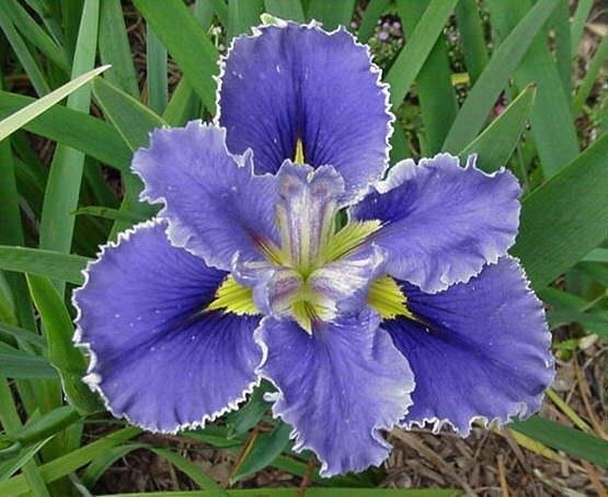 Louisiana Iris Donna Wolford