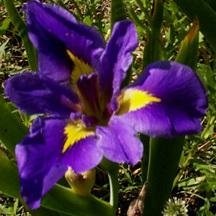 Louisiana Iris Charjoys Jan