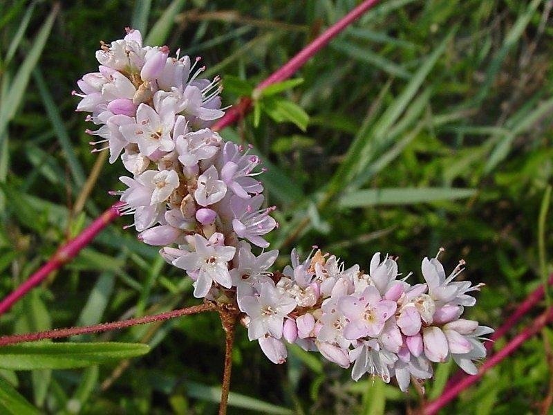 Persicaria Species, Pink Smartweed