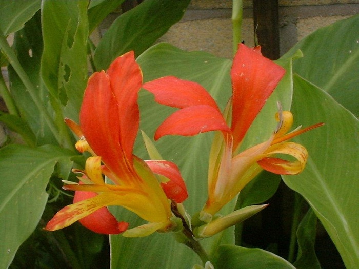 Canna Lily Wild Thing