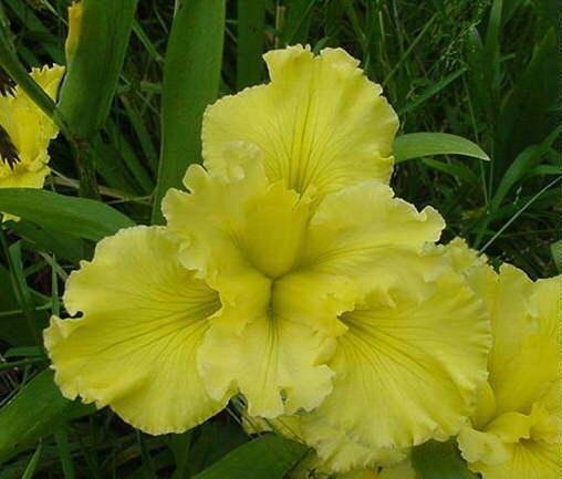 Louisiana Iris Mad About You