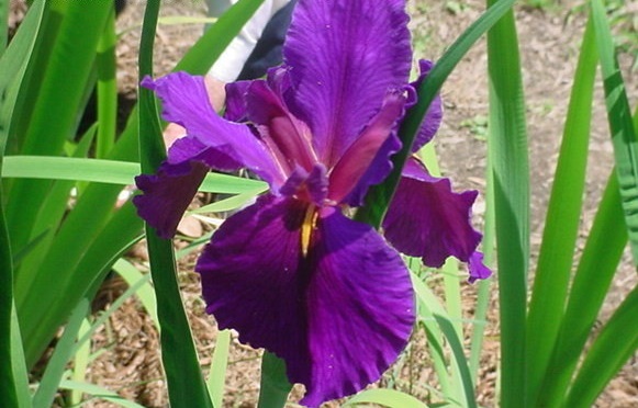 Louisiana Iris Great White Hope