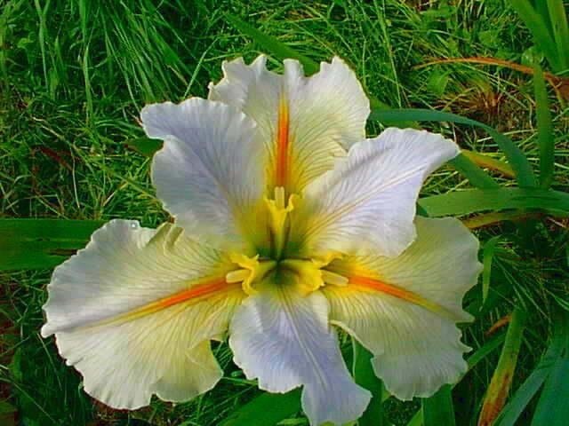 Louisiana Iris Nutcote