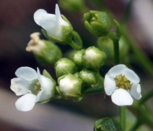 Samolus Species, Seaside Brookweed