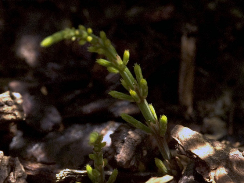 Himalayan Horsetail
