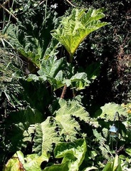 Gunnera Species, Chilean Gunnera, Chilean Rhubarb, Dinosaur Food, Giant Rhubarb