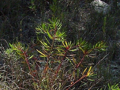 Stillingia Species, Queen’s Delight, Texas Toothleaf