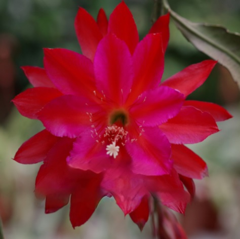 Hybrid Epiphyllum Epicactus Bubbly Wine Orchid Cactus
