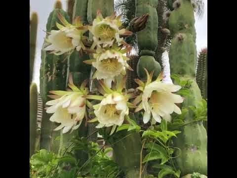 Hybrid Epiphyllum Epicactus Buzzy Orchid Cactus