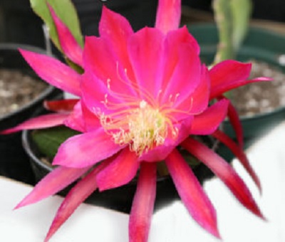 Hybrid Epiphyllum Epicactus Cabrolee Orchid Cactus