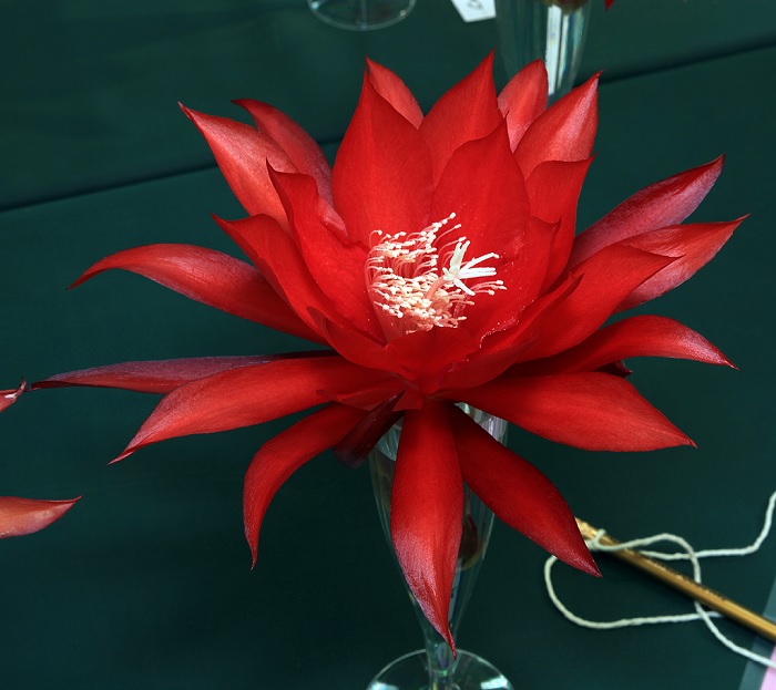 Hybrid Epiphyllum Epicactus Calico Queen Orchid Cactus
