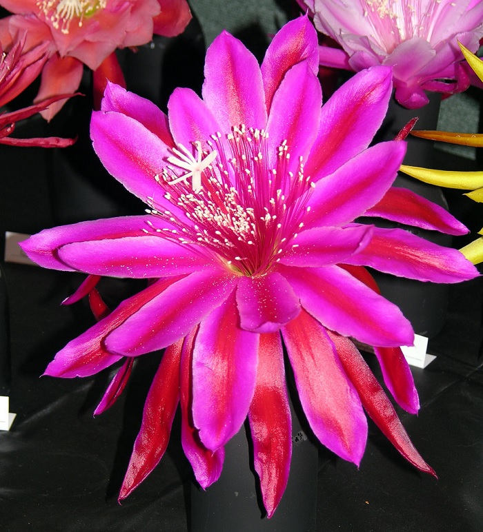 Hybrid Epiphyllum Epicactus Candy Man Orchid Cactus
