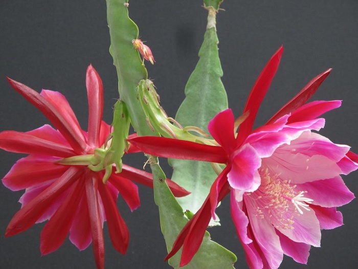 Hybrid Epiphyllum Epicactus Chuck N Jerry Orchid Cactus