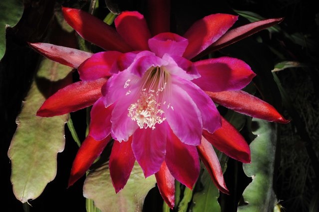 Hybrid Epiphyllum Epicactus Chuckles Orchid Cactus