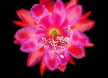 Hybrid Epiphyllum Epicactus Cuzco Orchid Cactus