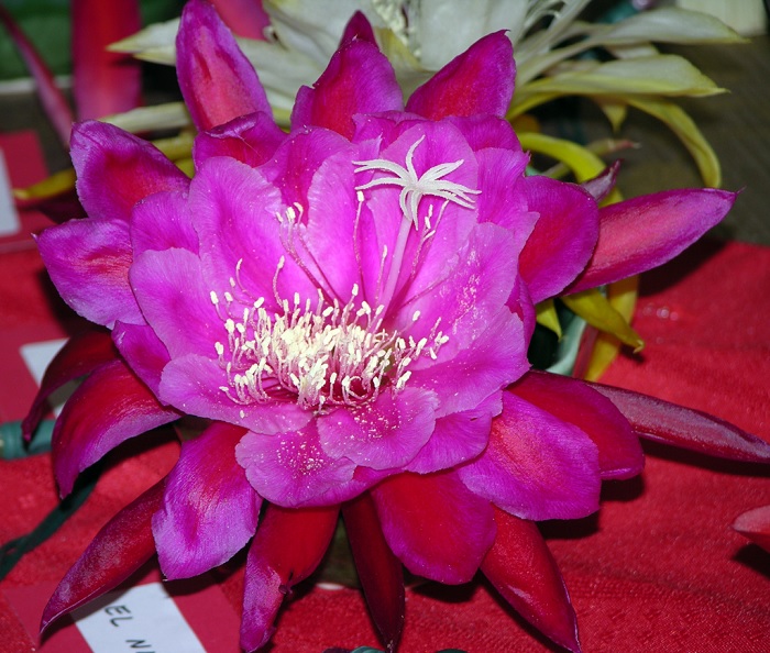 Hybrid Epiphyllum Epicactus El Nino Orchid Cactus