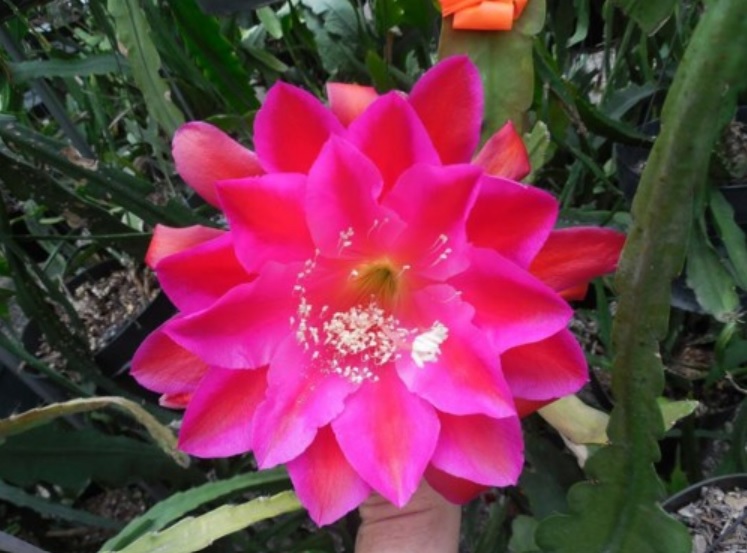 Hybrid Epiphyllum Epicactus Epicon VII Orchid Cactus