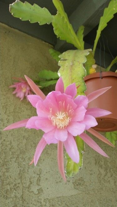 Hybrid Epiphyllum Epicactus Exuberant Orchid Cactus