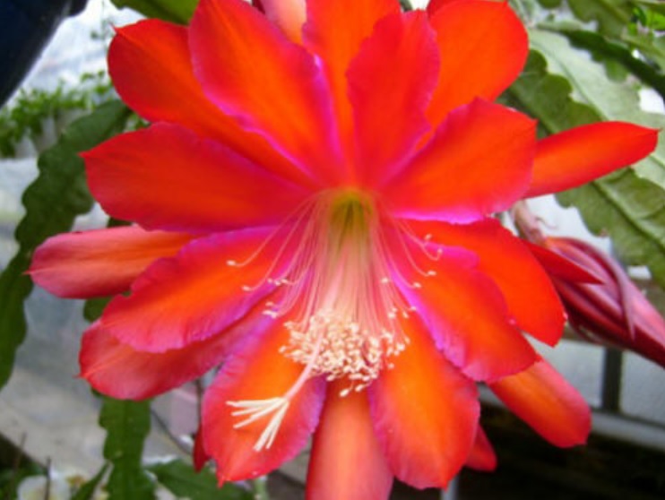 Hybrid Epiphyllum Epicactus Flamboyant Jeff Orchid Cactus