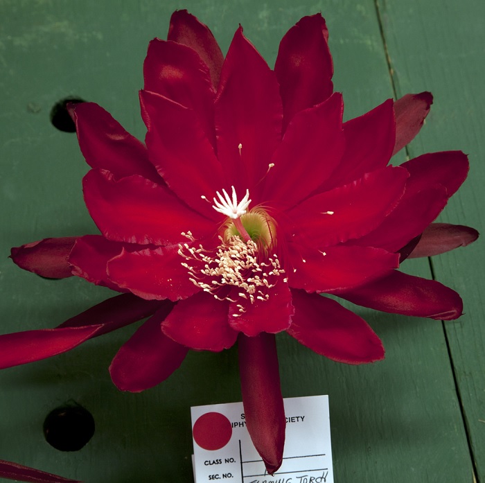 Hybrid Epiphyllum Epicactus Flaming Torch Orchid Cactus
