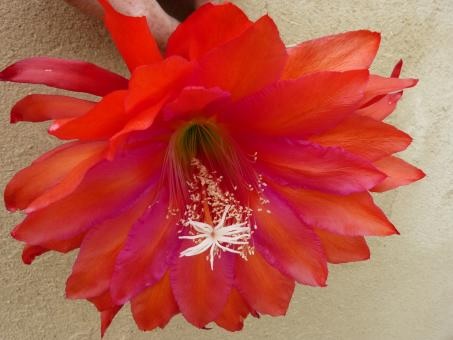 Hybrid Epiphyllum Epicactus Gigantic Orchid Cactus
