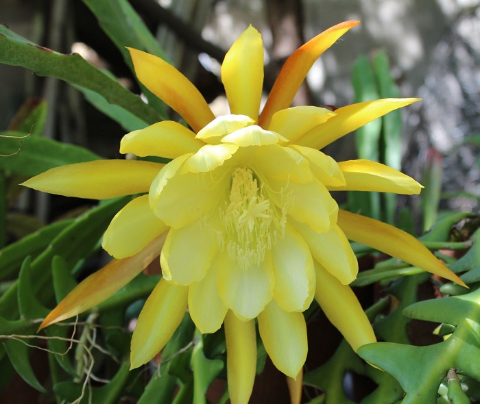Hybrid Epiphyllum Epicactus Golden Octopus Orchid Cactus