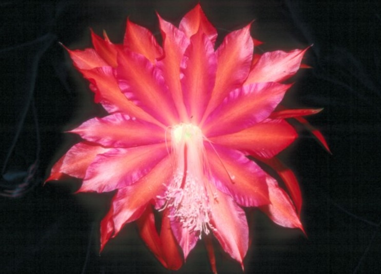 Hybrid Epiphyllum Epicactus Indian Love Orchid Cactus