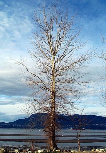 Black Cottonwood