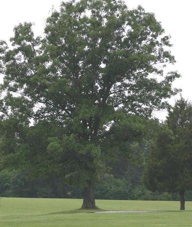 Black Oak