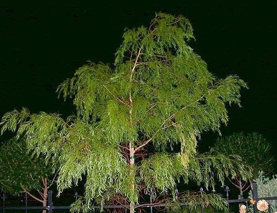 Acacia, Bower Wattle, River Wattle Emerald Cascade