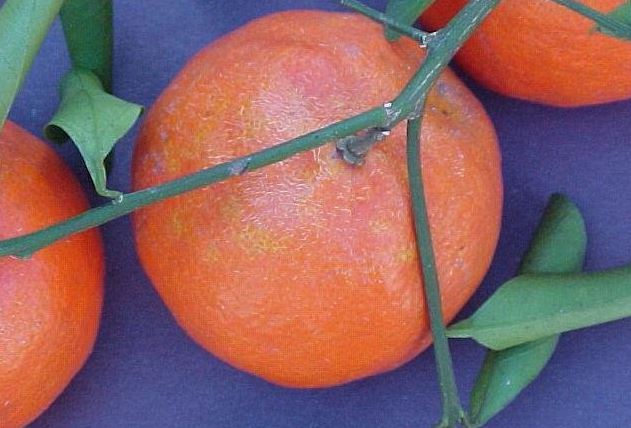 Citrus, Mandarin Orange, Satsuma, Tangerine Dancy