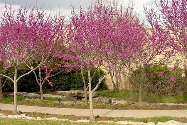 Cercis Species, Texas Redbud