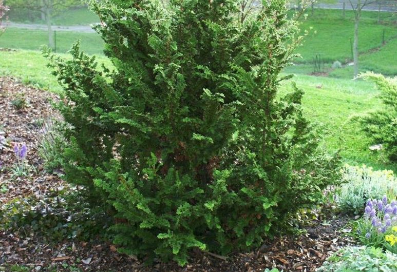 Chamaecyparis, False Cypress, Fernspray, Hinoki Cypress Filicoides