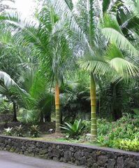Beragoka Palm