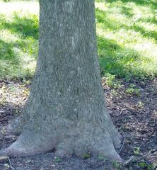 Bitternut Hickory, Yellow-bud Hickory
