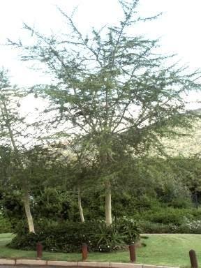 Vachellia Species, Fever Tree, Koorsboom