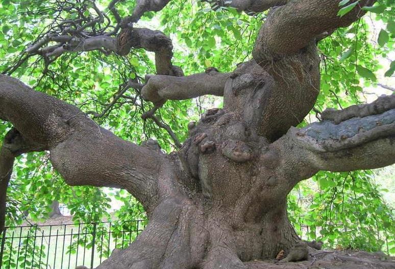 Ulmus, Camperdown Elm, Umbrella Elm, Weeping Elm Camperdownii