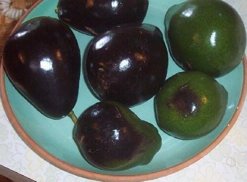 Avocado, Alligator Pear Brogdon