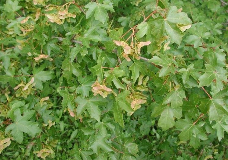Hedge Maple, Field Maple
