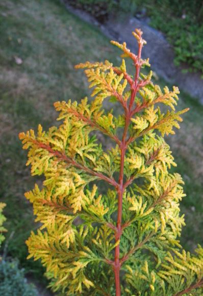 Hinoki False Cypress Gold Fern